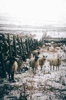 derbyshire, inglaterra, 2020 - ovejas y carneros en un campo nevado foto