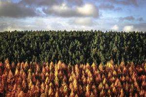 Green and autumn-colored trees photo