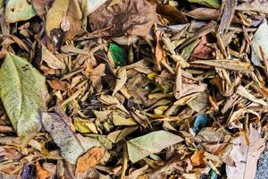 Dry brown leaves background photo