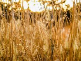 Golden wheat field photo