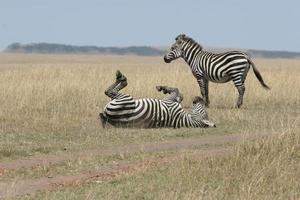 Two zebras in the wildlife photo