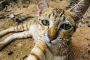 joven gato callejero foto