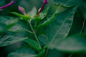 Plant in a dark garden photo