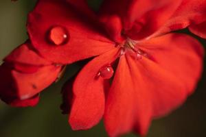 gotas de lluvia en flor roja foto