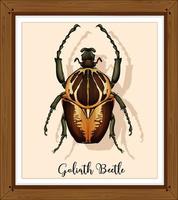 Beetle in wooden frame vector