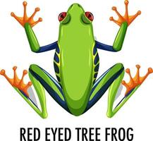 Red eyed tree frog isolated on white background vector