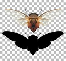 Cicada on transparent background vector