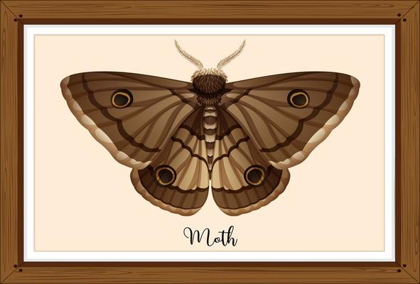 Moth on wooden frame