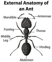 Anatomía externa de una hormiga sobre fondo blanco. vector