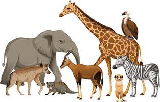 Grupo de animales salvajes africanos sobre fondo blanco. vector