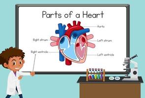 Joven científico explicando partes de un corazón delante de una placa en laboratorio vector