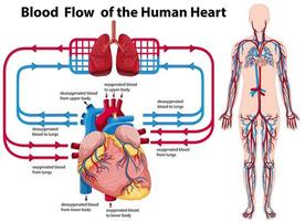 flujo sanguíneo del corazón humano vector