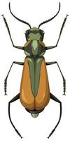 Brachinus isolated on white background vector