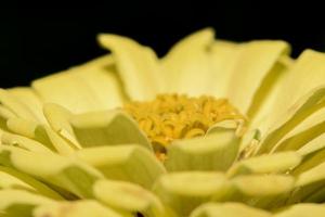 flor de zinnia, primer plano foto