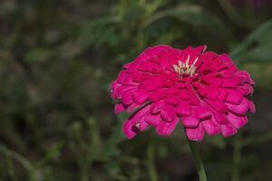 Zinnia flower, close-up photo