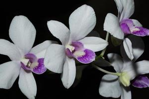 White Orchid flowers photo