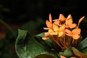 Ixora flower close-up