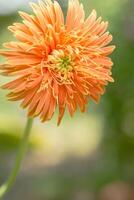 Orange Gerbera flower close-up photo