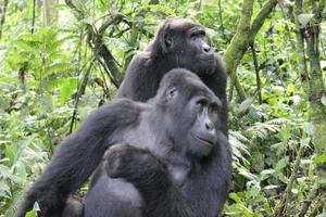 Two mountain gorillas in a forest photo