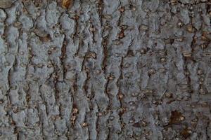 textura de corteza de árbol
