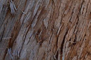 Close-up of wood photo