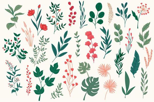 Botanical elements, hand drawn graphic pack.