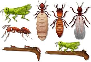 Set of different insects isolated on white background vector