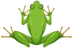 White lipped frog isolated on white background vector