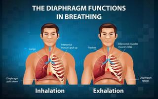 The diaphragm functions in breathing vector