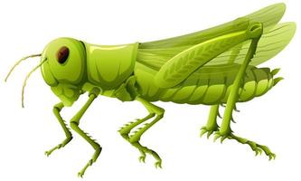 Close up of grasshopper in cartoon style on white background vector