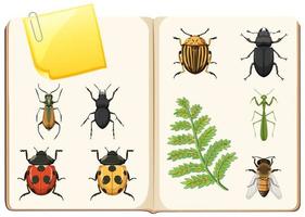 Insects collection on white background vector