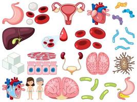 Set of human inner organs isolated on white background vector