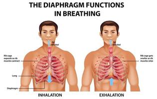 el diafragma funciona en la respiración vector