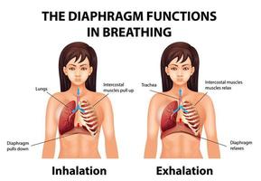 el diafragma funciona en la respiración vector