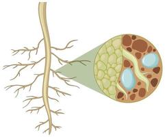 Cerca de las raíces de las plantas con el interior de la estructura de las raíces aislado sobre fondo blanco. vector