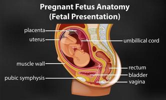 diagrama de anatomía del feto embarazada vector