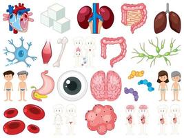 Set of human inner organs isolated on white background vector