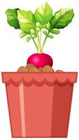 Fresh red radish with leaves in red pot isolated on white background vector