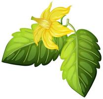 Tomato flower and leaves on white background vector