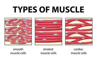 Muscle Cell Vector Art Icons And Graphics For Free Download