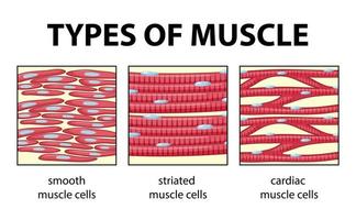 Types of muscle cell diagram vector