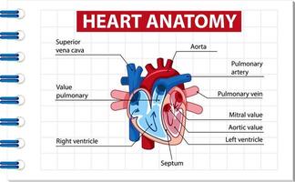 Information poster of human heart diagram vector