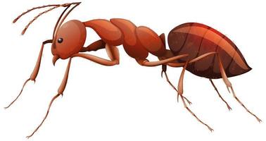 Close up of red ant in cartoon style on white background vector