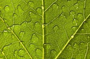 Close up of a green leaf with raindrops background