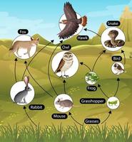 Education poster of biology for food chains diagram vector