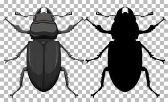 escarabajo sobre fondo transparente vector