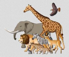 grupo de animales salvajes africanos sobre fondo transparente vector