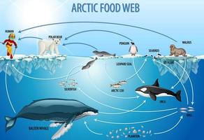 Education poster of biology for food webs diagram vector