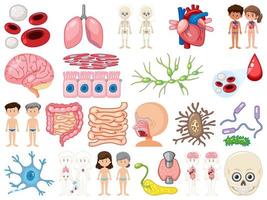 Set of human inner organs isolated on white background vector