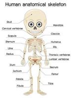 esqueleto anatómico humano con etiqueta vector